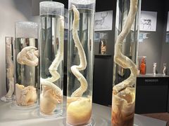 -冰岛阴茎博物馆