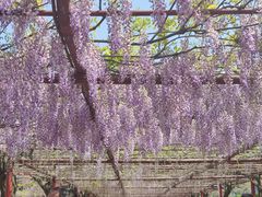 -嘉定紫藤园