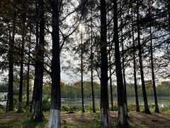 -白鹭湾湿地公园