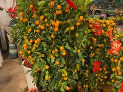 -双季花艺园艺市场(浦东店)