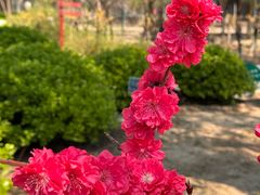 -桃花堤公园