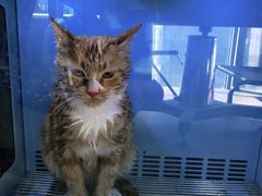 -宠爱国际动物医院(德胜门店)