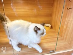-猫十亿·布偶金渐层·曼基康矮脚猫舍(青年路店)