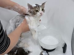 -爱洗澡的猫(天河路店)