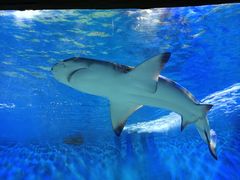 -太平洋海底世界