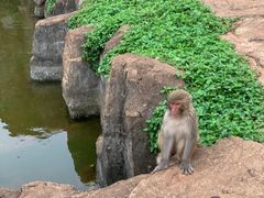 -海南热带野生动植物园