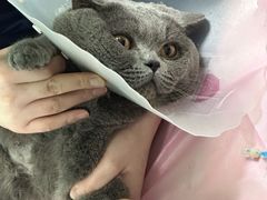-北京观赏动物医院·24小时大型综合·猫专科·异宠专科