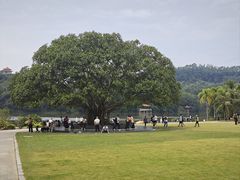 -深圳仙湖植物园
