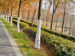 -昆山城市生态森林公园