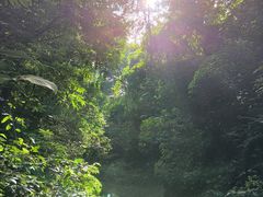 -西双版纳原始森林公园