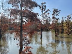 -上海长兴岛郊野公园