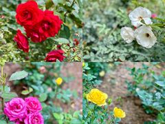 -人民公园(罗湖区)