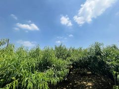 -老袁家蜜桃农场·阳山水蜜桃