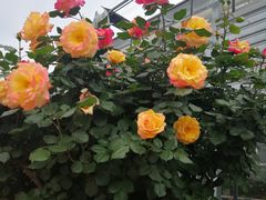 -荷兰花海