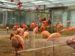 -石家庄市动物园