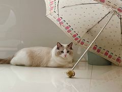 -宠颐生动物医院·心脏科·保险定点(锦阳分院)