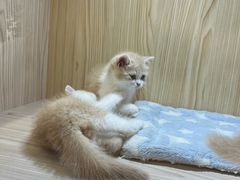 -屋虎猫馆(宝安大仟里店)