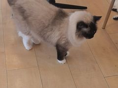 -Let's go狗咖·猫咖·奶狗·桌游(春熙路IFS店)