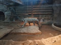 -清迈夜间动物园