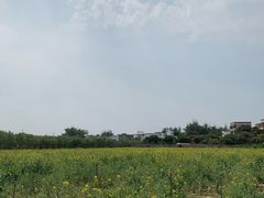 -天适樱花悠乐园