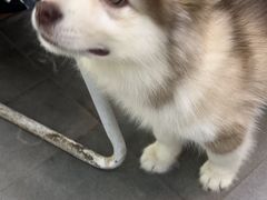 -联合动物医院(光谷诊疗中心)