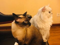 -猫友咖啡店(玉林西路店)