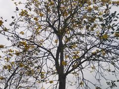 -叶挺将军纪念园