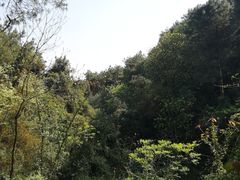 -铁山坪森林公园