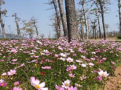 -芒洲湿地公园