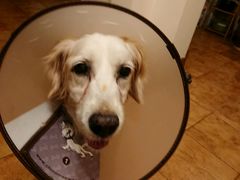 -爱侣宠医·鹦鹉专科·小型哺乳类·异宠专科(灵石路店)