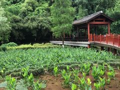 -重庆彩云湖湿地公园