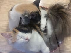 -屋虎猫馆(宝安大仟里店)
