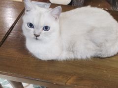 -猫猫幼稚园·撸猫·桌游·电玩