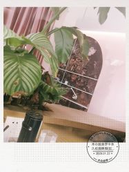 -本小姐美学·半永久纹眉野生眉