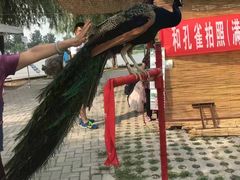 -白洋淀景区