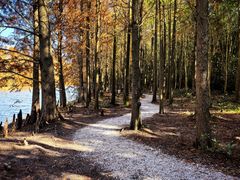 -上海海湾国家森林公园