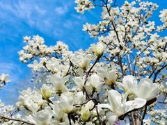 -上海共青森林公园