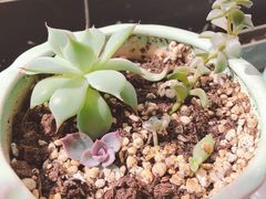 -秦美花卉(天朗·莱茵小城2期店)