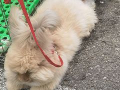 -御林古桑园