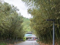 -都江堰中华大熊猫苑
