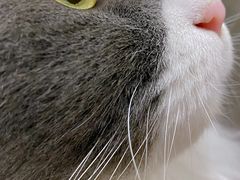 -邢大夫动物医院