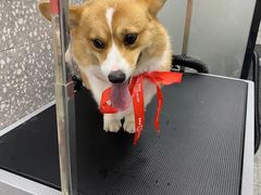 -宠物家(角门东店)