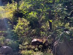 -云岫谷自然风景区