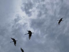 -盐城丹顶鹤湿地生态旅游区