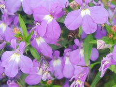 -广州白江湖森林公园