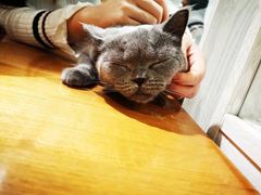 -猫小院猫主题餐厅(三里屯店)