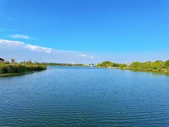 -杭州湾海上花田景区