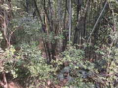 -上海佘山国家森林公园天马山园