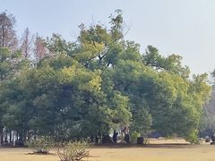 -东湖落雁景区