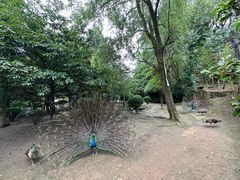 -贵州森林野生动物园